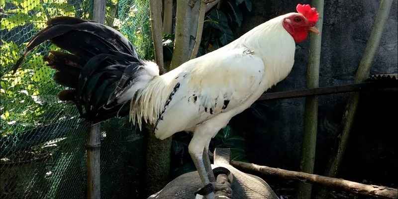 Đậu bệnh và mức độ nguy hiểm