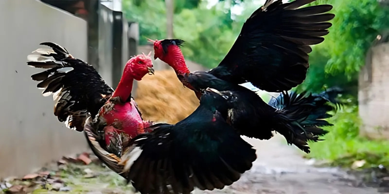 Điều cược thủ cần lưu ý khi lựa chọn gà