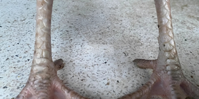 Khả năng chiến đấu và sức khỏe bền bỉ của vảy phú địa